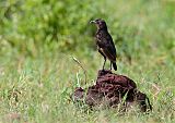 Northern Anteater-Chatborder=